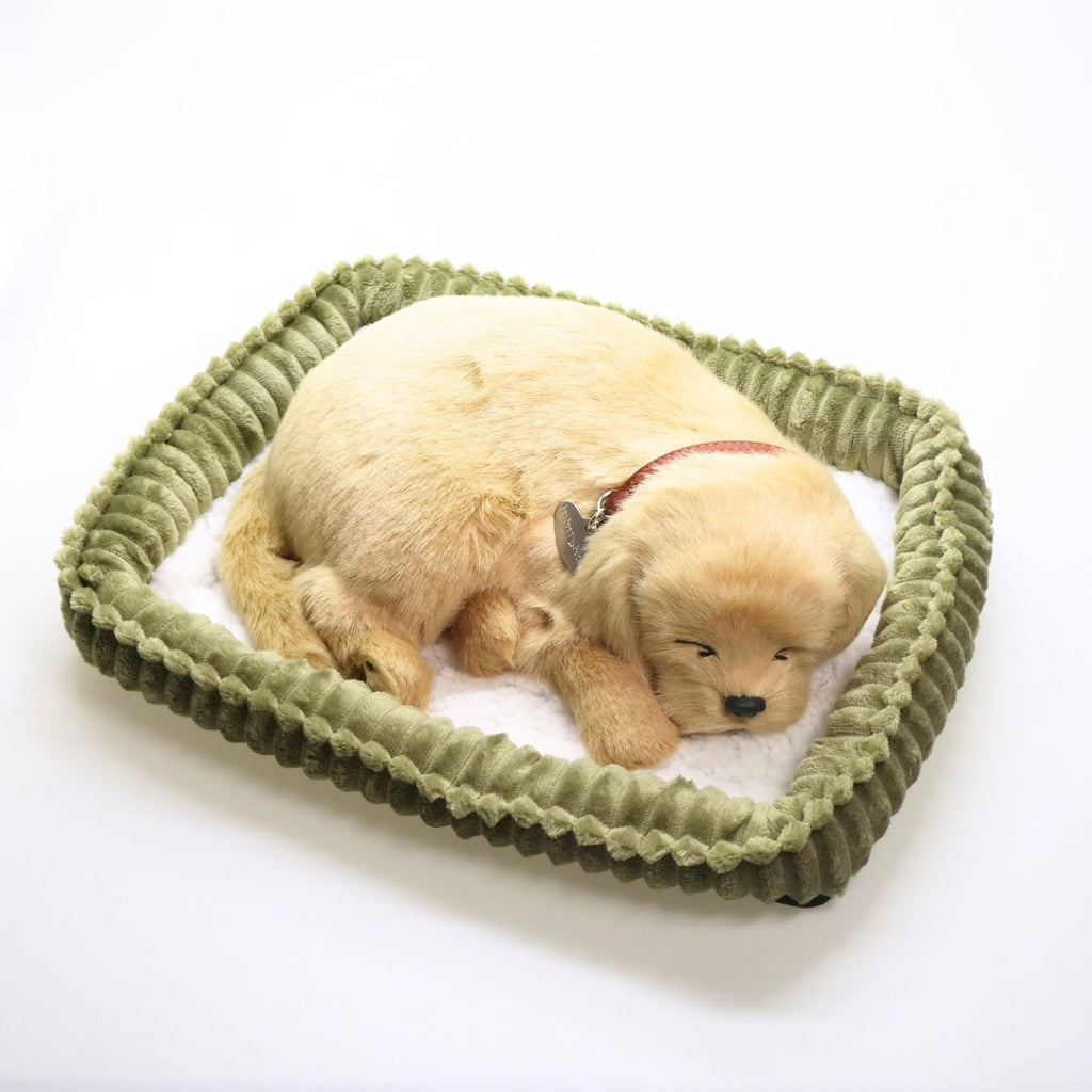 Perfect Petzzz Golden Retriever dormindo na caminha verde