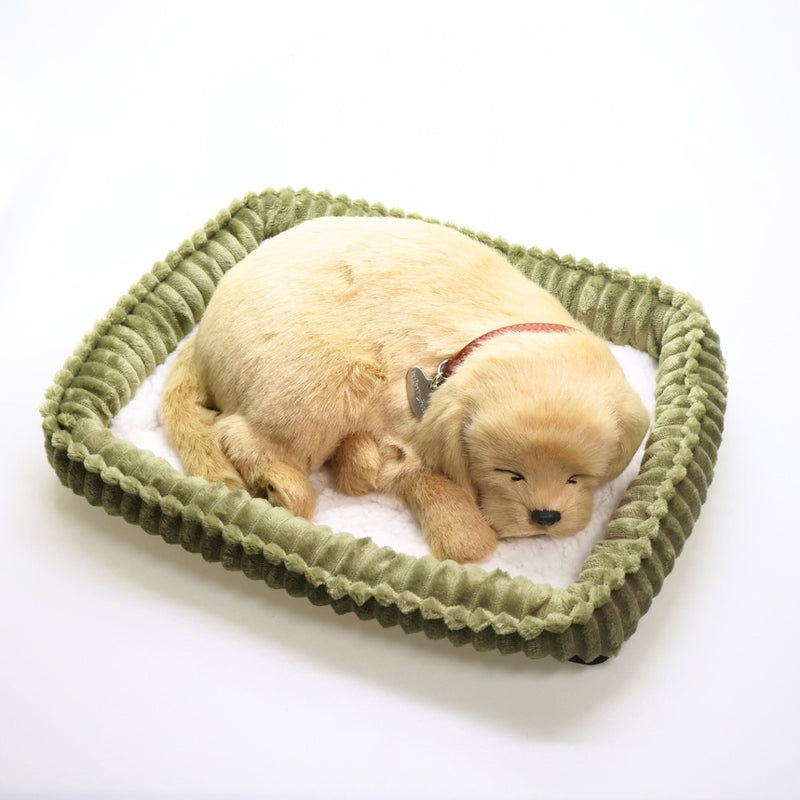 Perfect Petzzz Golden Retriever dormindo na caminha verde