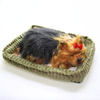 Perfect Petzzz Yorkshire dormindo na caminha verde
